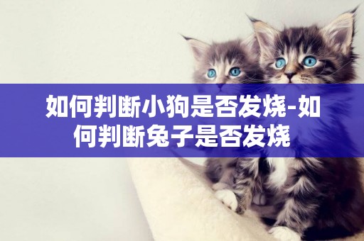 如何判斷小狗是否發燒-如何判斷兔子是否發燒