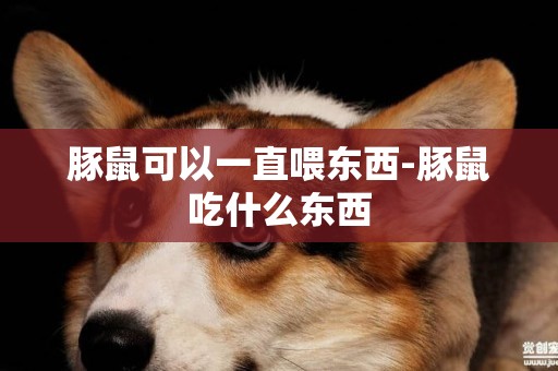豚鼠可以一直喂東西-豚鼠吃什么東西