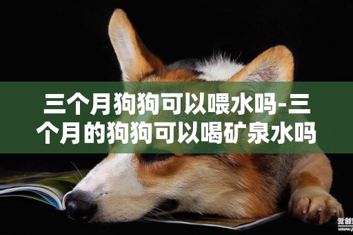 三個月狗狗可以喂水嗎-三個月的狗狗可以喝礦泉水嗎