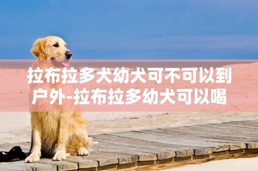 拉布拉多犬幼犬可不可以到戶外-拉布拉多幼犬可以喝牛奶嗎
