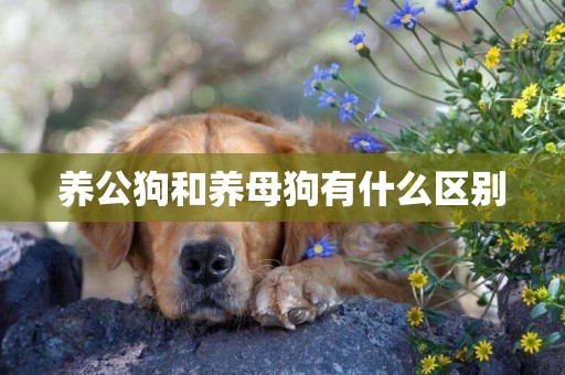 養公狗和養母狗有什么區別