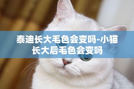 泰迪長大毛色會變嗎-小貓長大后毛色會變嗎