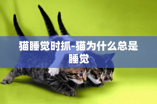 貓睡覺時抓-貓為什么總是睡覺