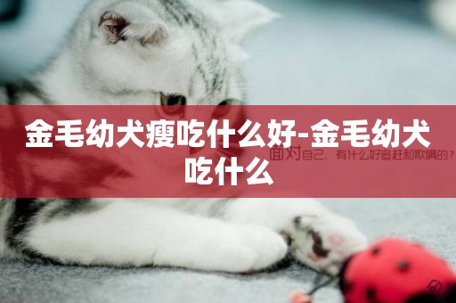 金毛幼犬瘦吃什么好-金毛幼犬吃什么