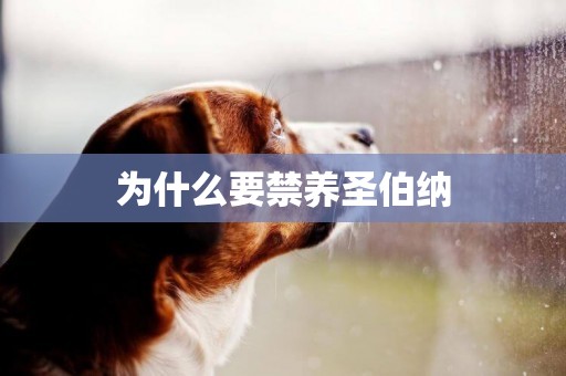 為什么要禁養圣伯納