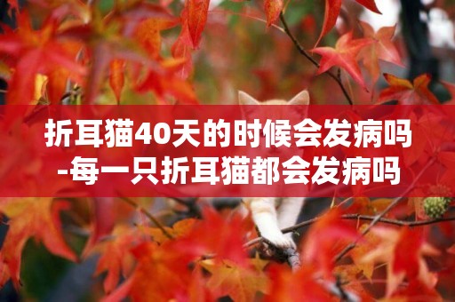 折耳貓40天的時候會發病嗎-每一只折耳貓都會發病嗎