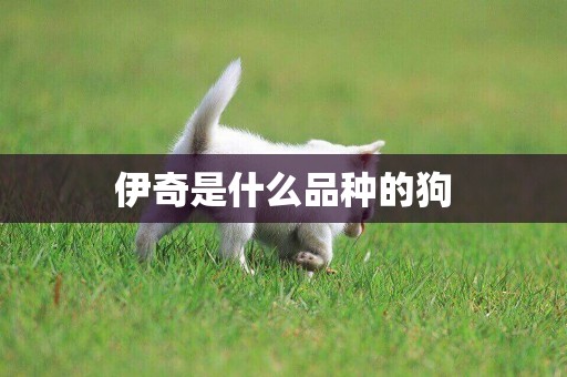 伊奇是什么品種的狗