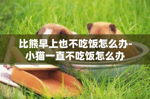 比熊早上也不吃飯怎么辦-小貓一直不吃飯怎么辦
