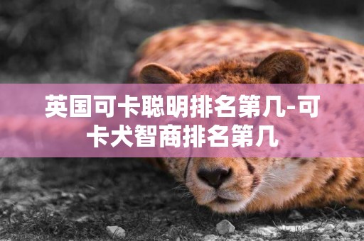 英國可卡聰明排名第幾-可卡犬智商排名第幾