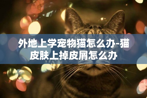 外地上學寵物貓怎么辦-貓皮膚上掉皮屑怎么辦