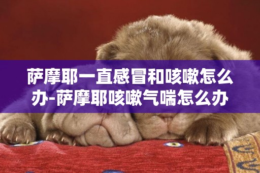 薩摩耶一直感冒和咳嗽怎么辦-薩摩耶咳嗽氣喘怎么辦