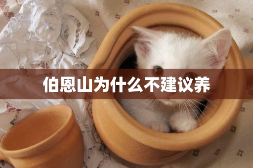 伯恩山為什么不建議養