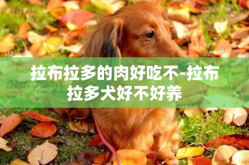 拉布拉多的肉好吃不-拉布拉多犬好不好養