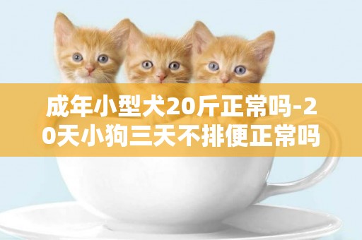 成年小型犬20斤正常嗎-20天小狗三天不排便正常嗎