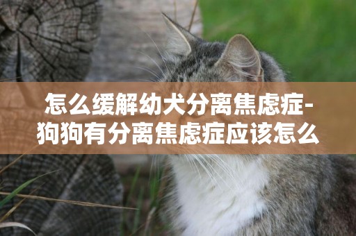 怎么緩解幼犬分離焦慮癥-狗狗有分離焦慮癥應該怎么辦