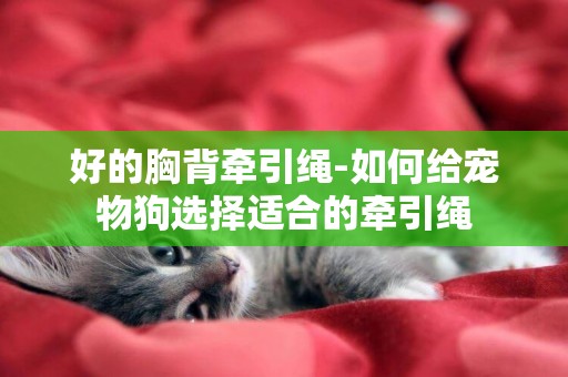 好的胸背牽引繩-如何給寵物狗選擇適合的牽引繩