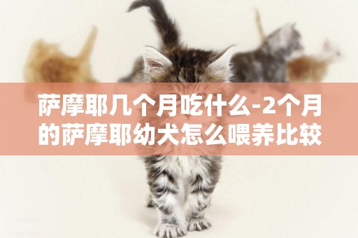薩摩耶幾個月吃什么-2個月的薩摩耶幼犬怎么喂養比較好
