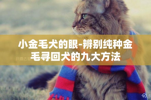 小金毛犬的眼-辨別純種金毛尋回犬的九大方法