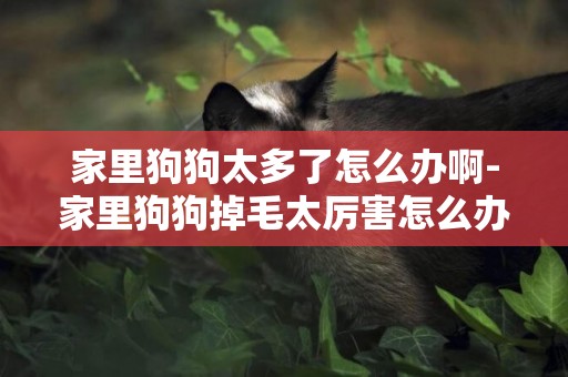家里狗狗太多了怎么辦啊-家里狗狗掉毛太厲害怎么辦