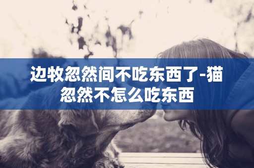 邊牧忽然間不吃東西了-貓忽然不怎么吃東西