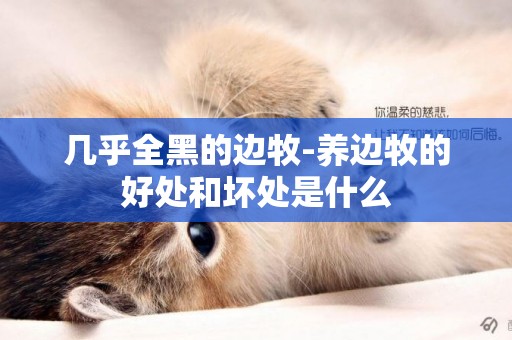 幾乎全黑的邊牧-養邊牧的好處和壞處是什么