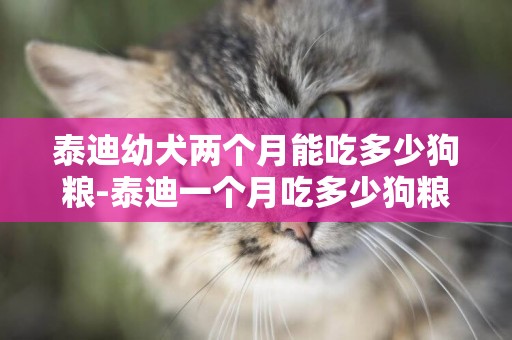 泰迪幼犬兩個月能吃多少狗糧-泰迪一個月吃多少狗糧