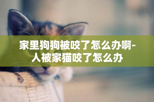 家里狗狗被咬了怎么辦啊-人被家貓咬了怎么辦