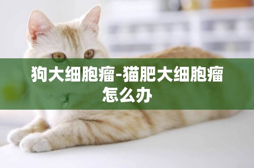狗大細胞瘤-貓肥大細胞瘤怎么辦
