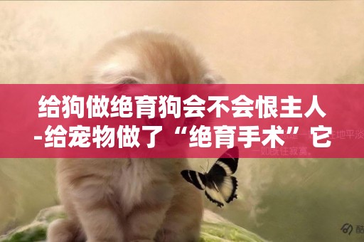 給狗做絕育狗會不會恨主人-給寵物做了“絕育手術”它會恨主人嗎