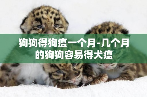 狗狗得狗瘟一個月-幾個月的狗狗容易得犬瘟