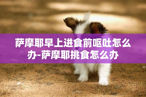 薩摩耶早上進食前嘔吐怎么辦-薩摩耶挑食怎么辦