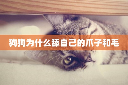 狗狗為什么舔自己的爪子和毛
