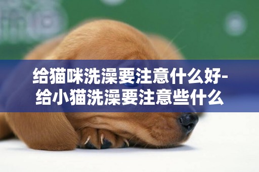 給貓咪洗澡要注意什么好-給小貓洗澡要注意些什么