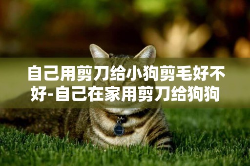 自己用剪刀給小狗剪毛好不好-自己在家用剪刀給狗狗修毛的方法