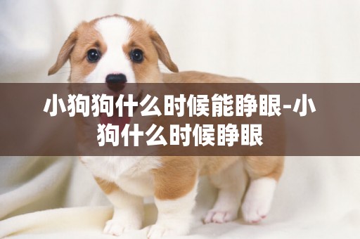 小狗狗什么時候能睜眼-小狗什么時候睜眼