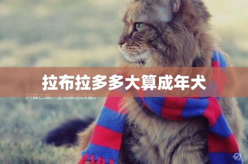 拉布拉多多大算成年犬