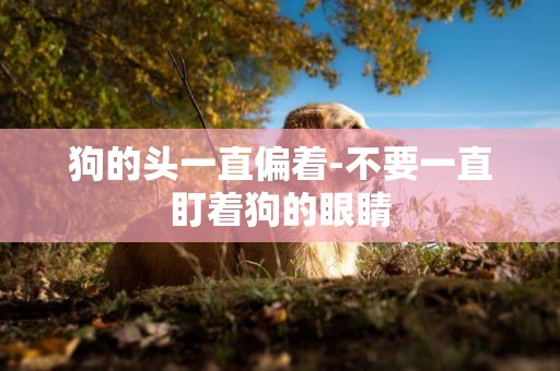 狗的頭一直偏著-不要一直盯著狗的眼睛
