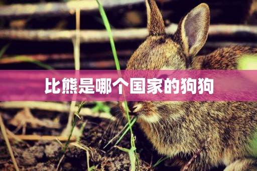 比熊是哪個國家的狗狗