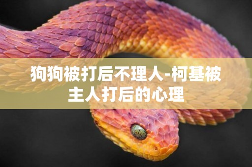 狗狗被打后不理人-柯基被主人打后的心理