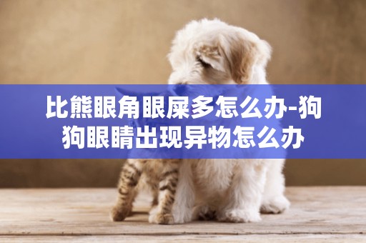 比熊眼角眼屎多怎么辦-狗狗眼睛出現異物怎么辦