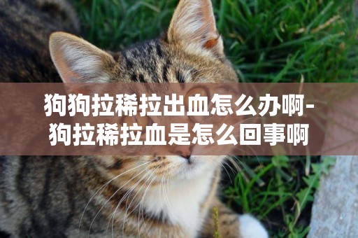 狗狗拉稀拉出血怎么辦啊-狗拉稀拉血是怎么回事啊