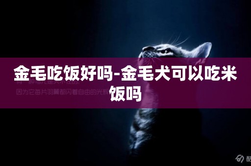 金毛吃飯好嗎-金毛犬可以吃米飯嗎