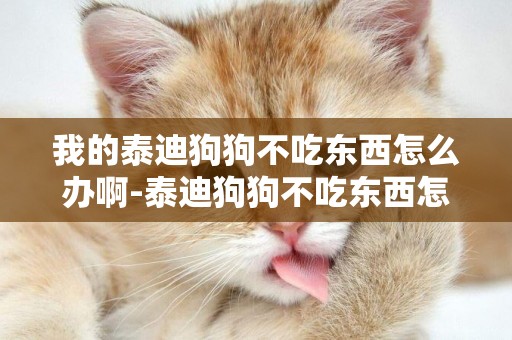 我的泰迪狗狗不吃東西怎么辦啊-泰迪狗狗不吃東西怎么辦
