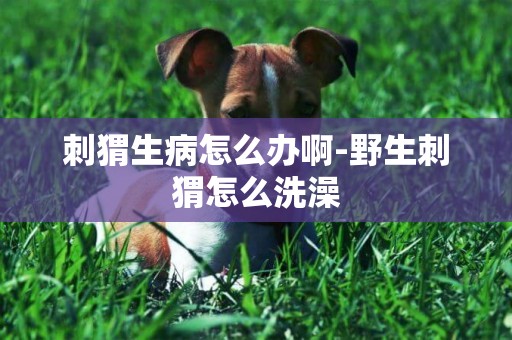 刺猬生病怎么辦啊-野生刺猬怎么洗澡