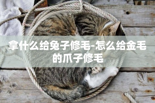 拿什么給兔子修毛-怎么給金毛的爪子修毛