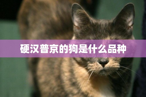 硬漢普京的狗是什么品種