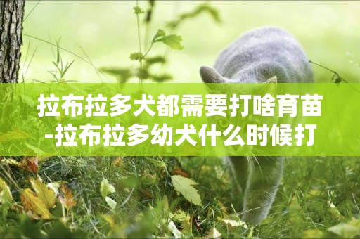 拉布拉多犬都需要打啥育苗-拉布拉多幼犬什么時候打疫苗