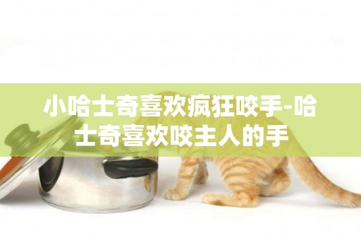 小哈士奇喜歡瘋狂咬手-哈士奇喜歡咬主人的手