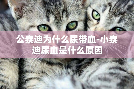 公泰迪為什么尿帶血-小泰迪尿血是什么原因