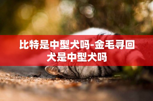 比特是中型犬嗎-金毛尋回犬是中型犬嗎